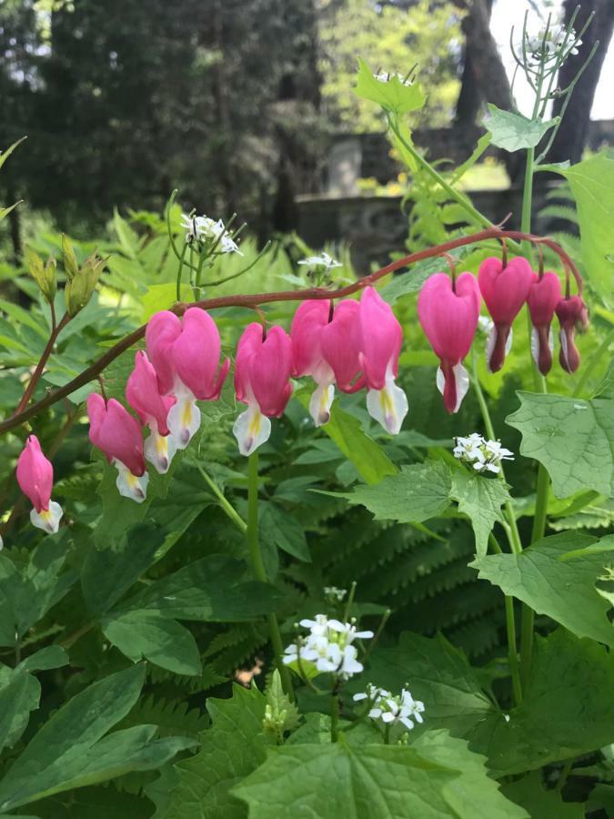 Chadds FordWild Wisteria住宿加早餐旅馆 外观 照片