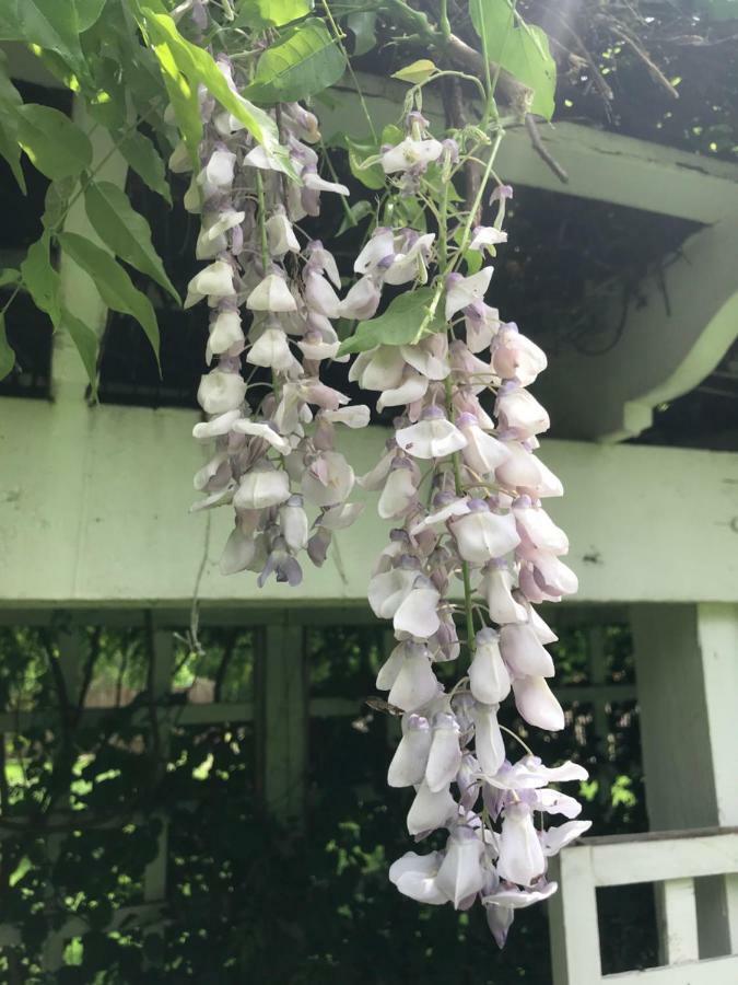 Chadds FordWild Wisteria住宿加早餐旅馆 外观 照片